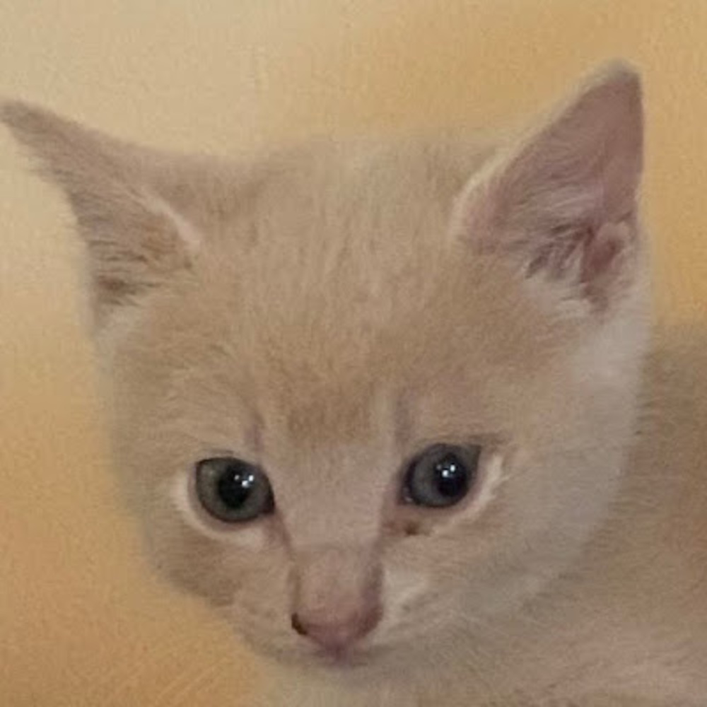 Meet your Posher, Lil